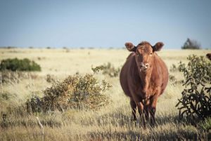 A brown cow stands on grasslands and stares at the camera.