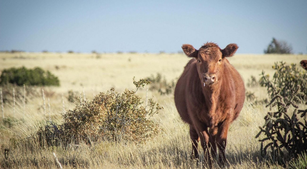 A single brown cow in a field.