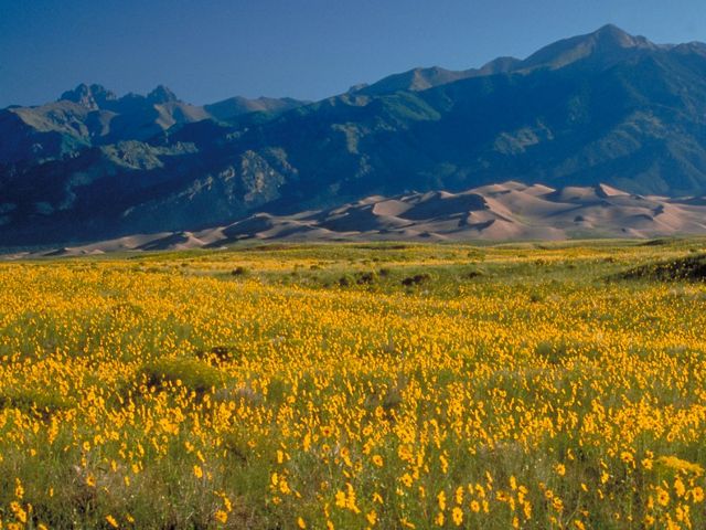 A field of yellow flowers in grass with mountains in the background.