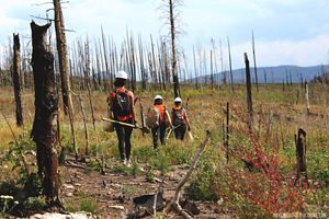 Three volunteers with hard hats and vests walking through a forest burned by wildfire.