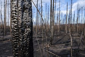 A forest of dead trees burned by wildfires.