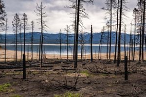 A row of dead trees, without leaves, reveals a lake in the distance..