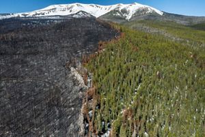 An aerial view of a burned forest on one side and a green forest on the other. 