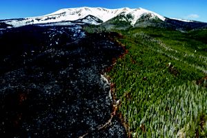 An aerial view of a forest. Half of it is burned by wildfire, and the other half is still a healthy green pine tree forest.