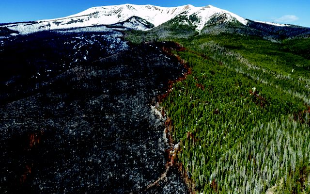 An aerial shot of a forest with a snowcapped mountain in the background. Half of the forest is dead because it was burned by a wildfire. 
