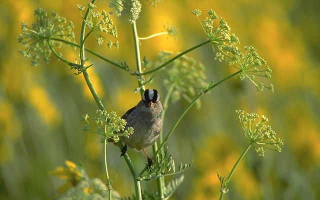 A bird perches on yellow flowers.