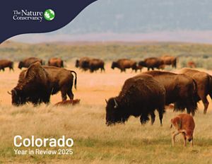 A group of brown bison graze on an open field.