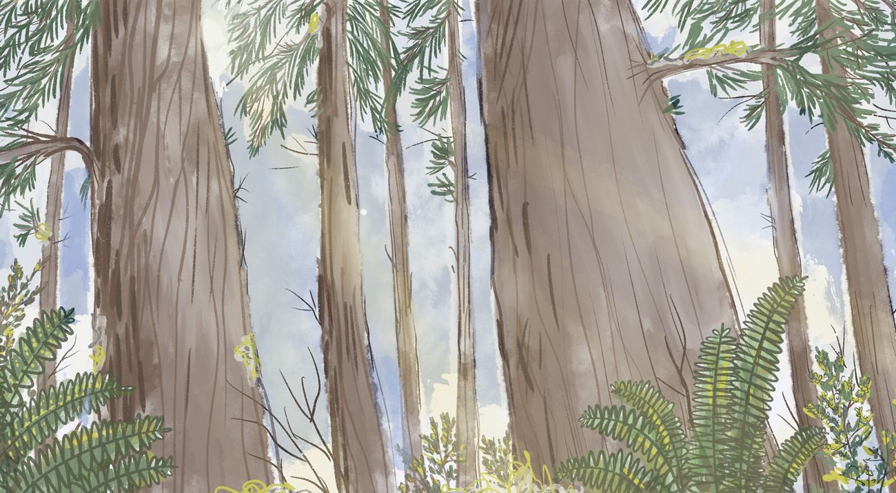 Illustration of trees in a forest.