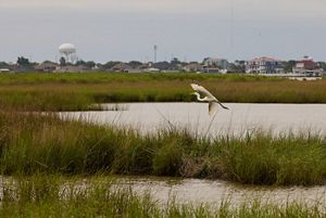 A white bird flies above a wetland that is bordered by a residential neighborhood.