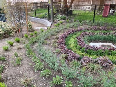 Plants planted near buildings in the dirt that will help direct the flow of stormwater.