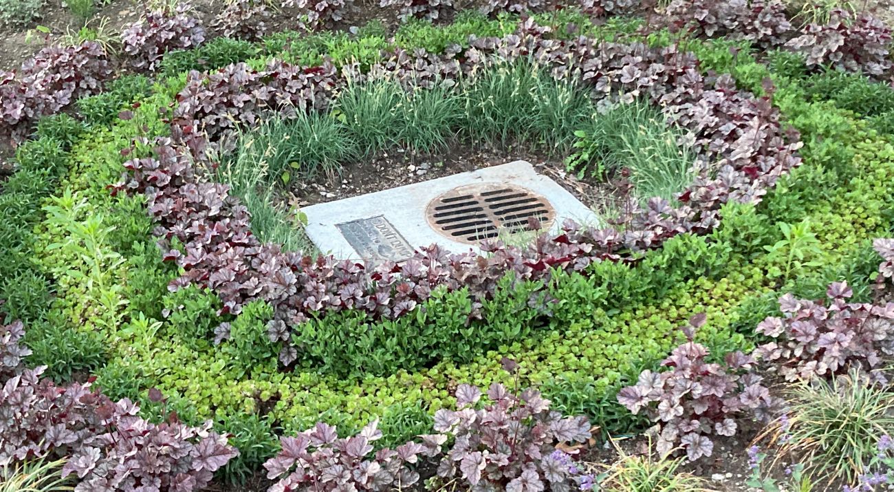 Close up photo of plants in concentric circles that form a rain garden in dirt near some houses.