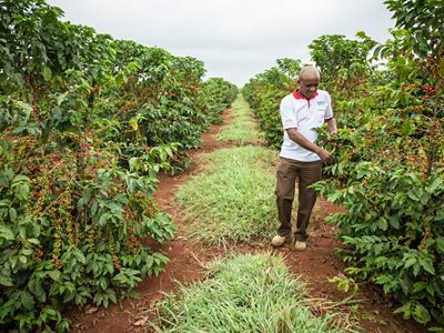 Coffee bushes in the Upper Tana Watershed, Kenya. Changes to agricultural practices in the watershed help provide cleaner, more reliable water for Nairobi.