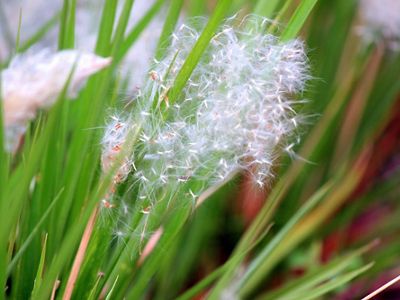 This tall perennial grass forms dense circular infestations that exclude all native species.