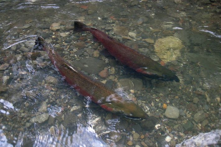 Looking down on two coho salmon floating together in clear, shallow water above a rocky creek bed.
