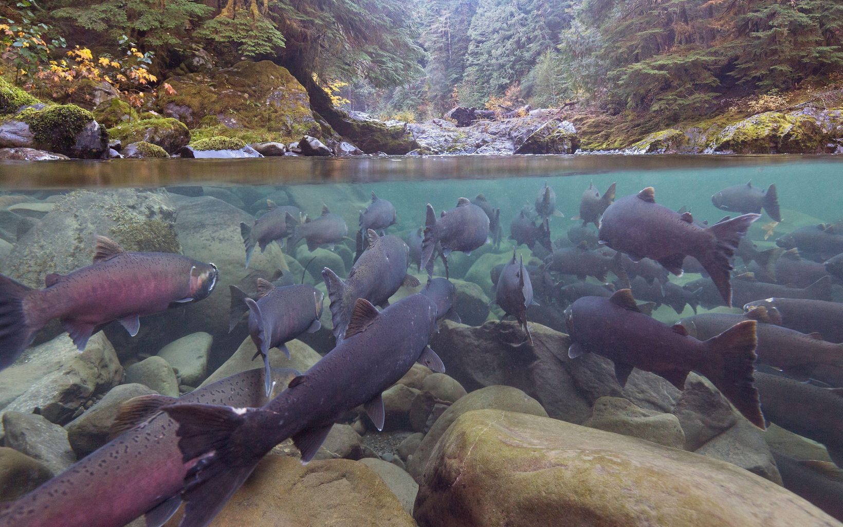 Foto subacuática de un salmón coho en un río.