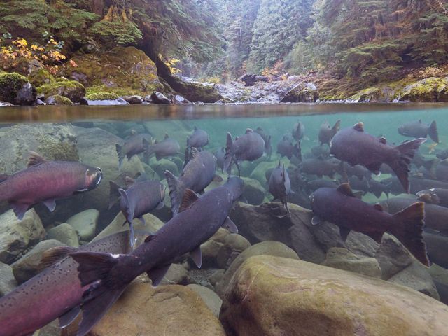 Split view of a school of salmon underwater facing a stream bank in a forest, which is seen above the water line.