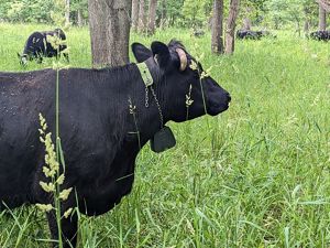 Cow with a collar.
