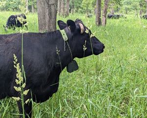 Cow with a collar.