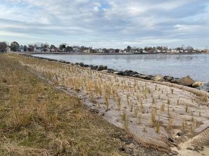 Marsh grass plants poke through a fiber netting along a shoreline as part of a living shoreline.