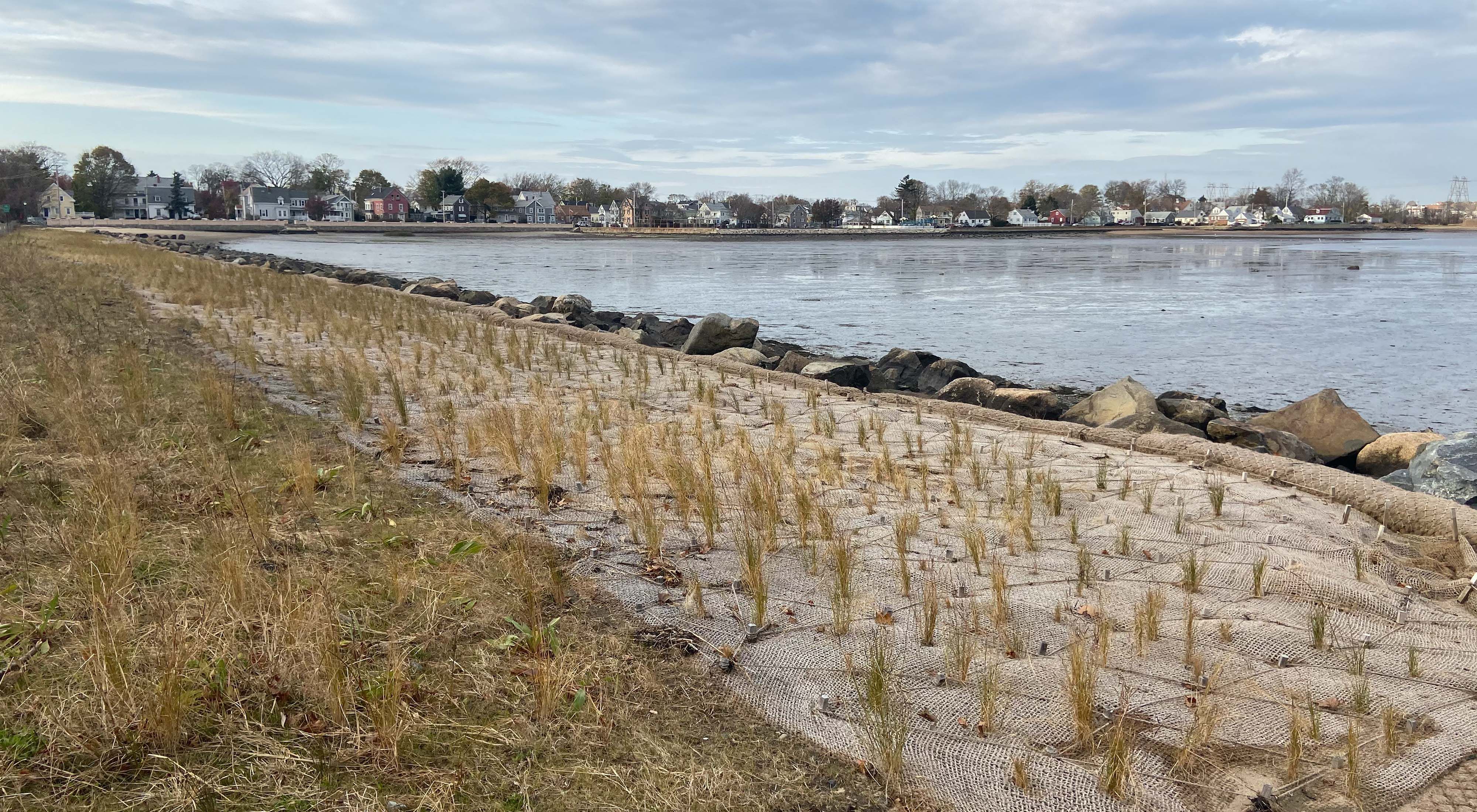 Shoreline along a bay in Salem, Massachusetts, with newly planted marsh grass in the foreground.