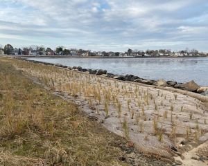 Marsh grass plants poke through a fiber netting along a shoreline as part of a living shoreline.