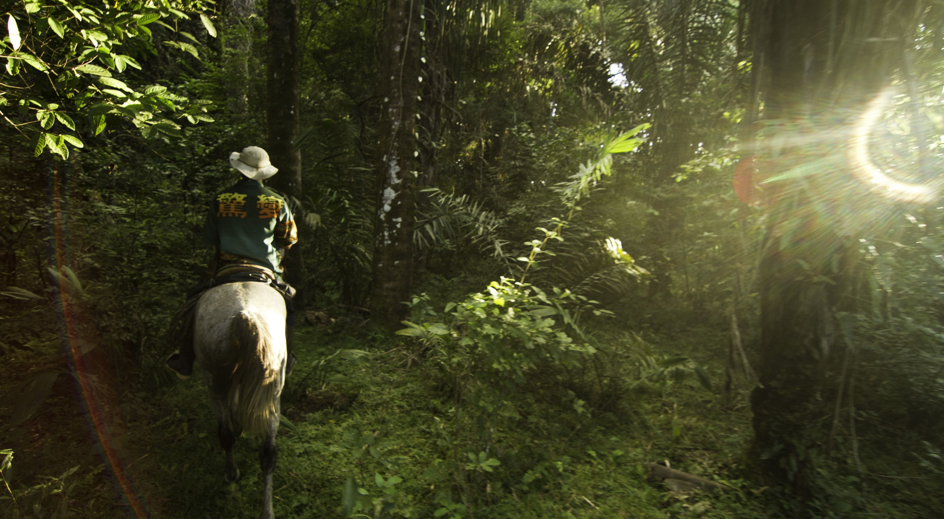 Someone riding away on a horse in a wooded forest.