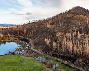 Bare, black and brown earth and dead, burned trees on a hillside sloping down to pools of water.