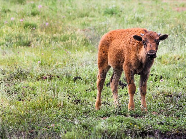 Bison calf standing in a prairie.