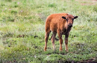 A close-up of an American Bison calf.