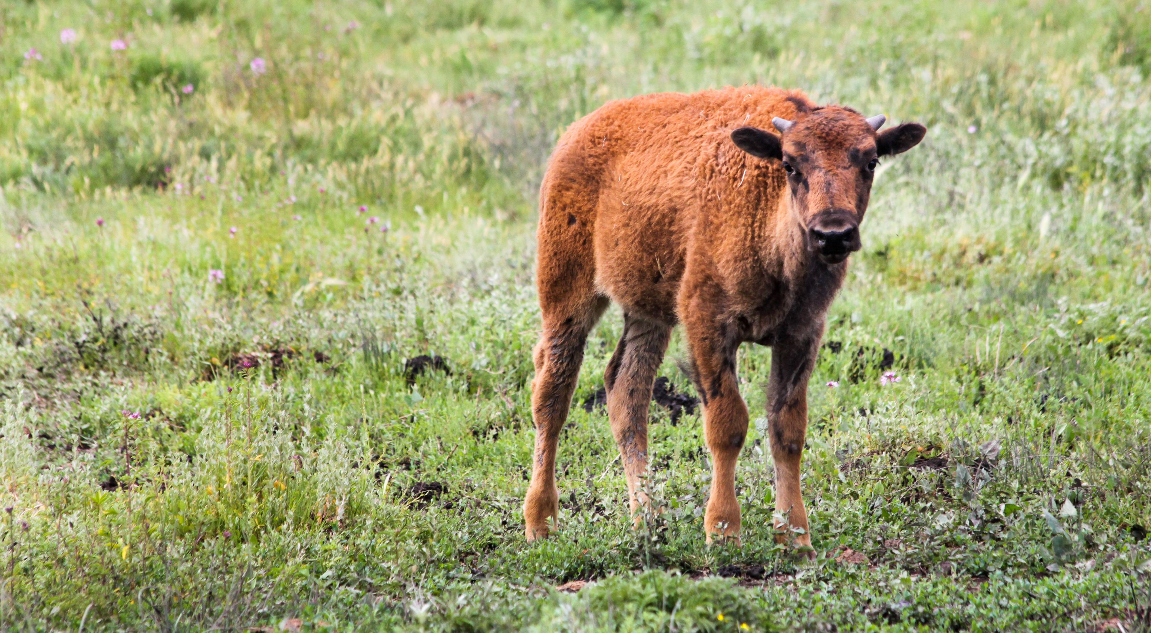 A bison calf in a grassland.