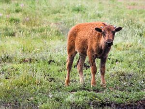 A bison calf in a grassland.