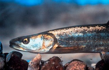 Colorado Pikeminnow