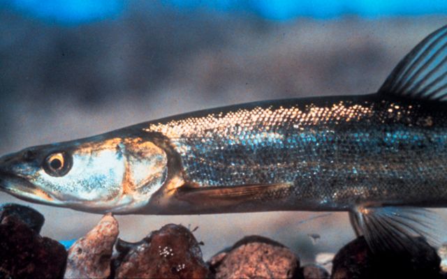 A thin fish with reflective scales is swimming above rocks.