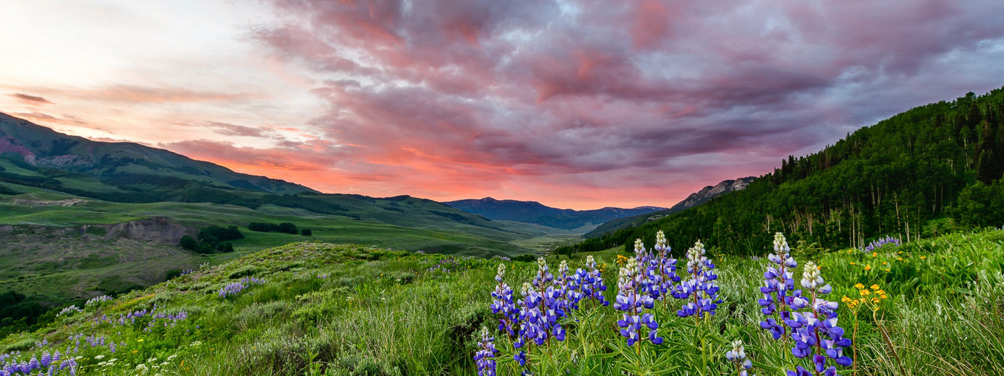 Wildflowers in grass with mountains in the background at sunset.