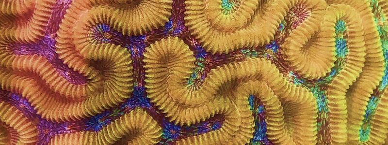 Close up of brain coral.
