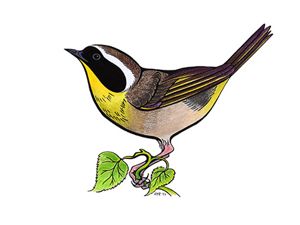 An illustration collage of a commone yellow throat.