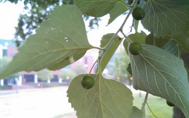 Common Hackberry Tree Leaves