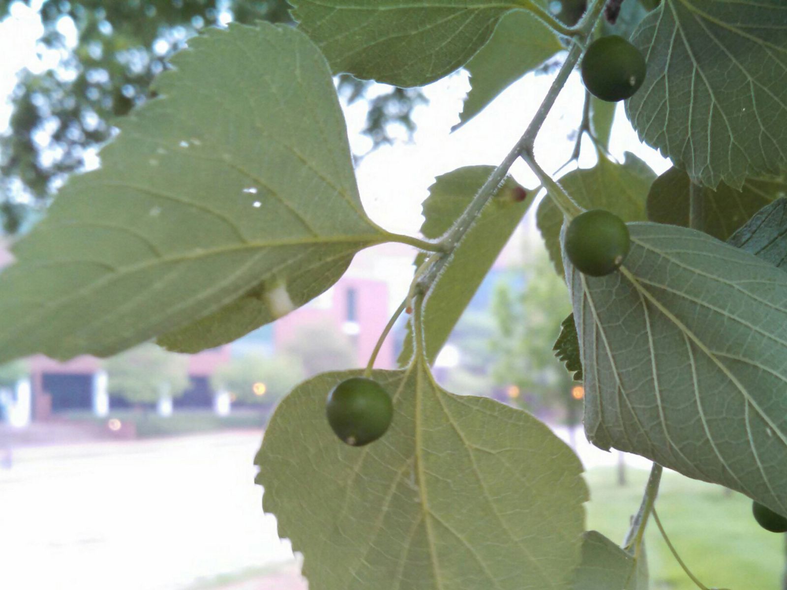 Hackberry Invasive Midwest Tree Species