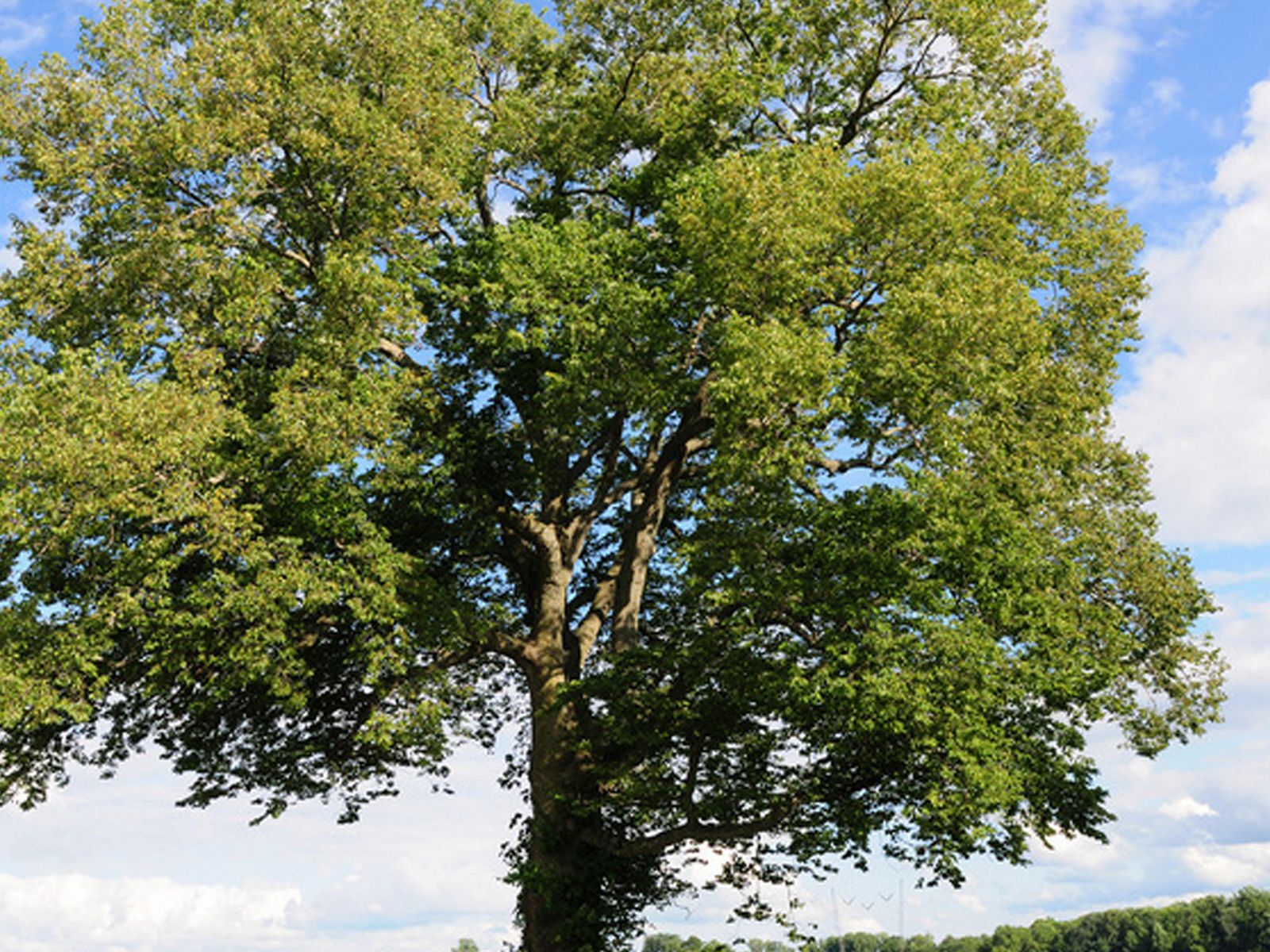 Hackberry Invasive Midwest Tree Species