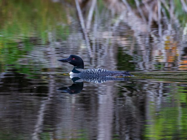 A common loon, a duck-sized bird with a black head and a black-and-white-spotted body and wings, glides on a body of water.