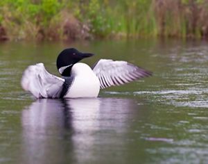 A common loon, a large black and white bird, flaps its wings in water.