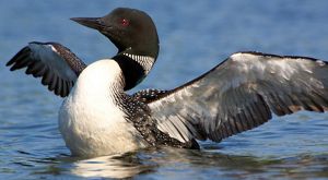 An adult common loon on a lake, stretching out its wings.