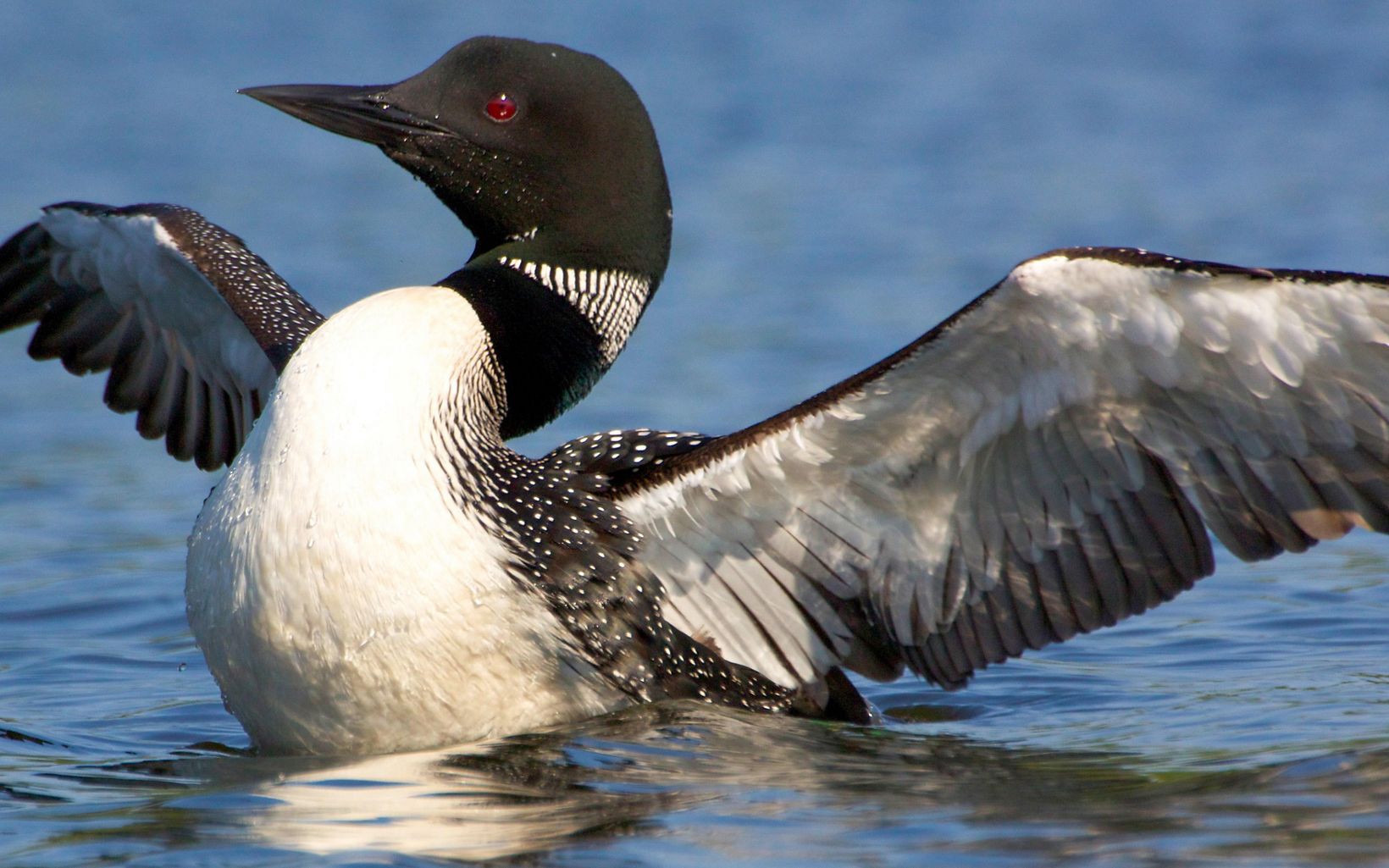 The eerie call of the loon can be heard emanating from waters in the Border Lakes area.