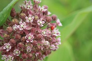 Pink common milkweed flowers and buds.