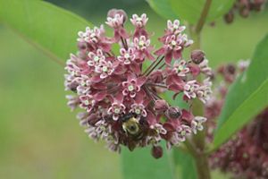 A carpenter bee rests on pink common milkweed flowers. 