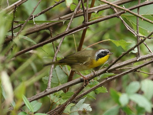 A common yellowthroat is perched in a thorny shrub. 