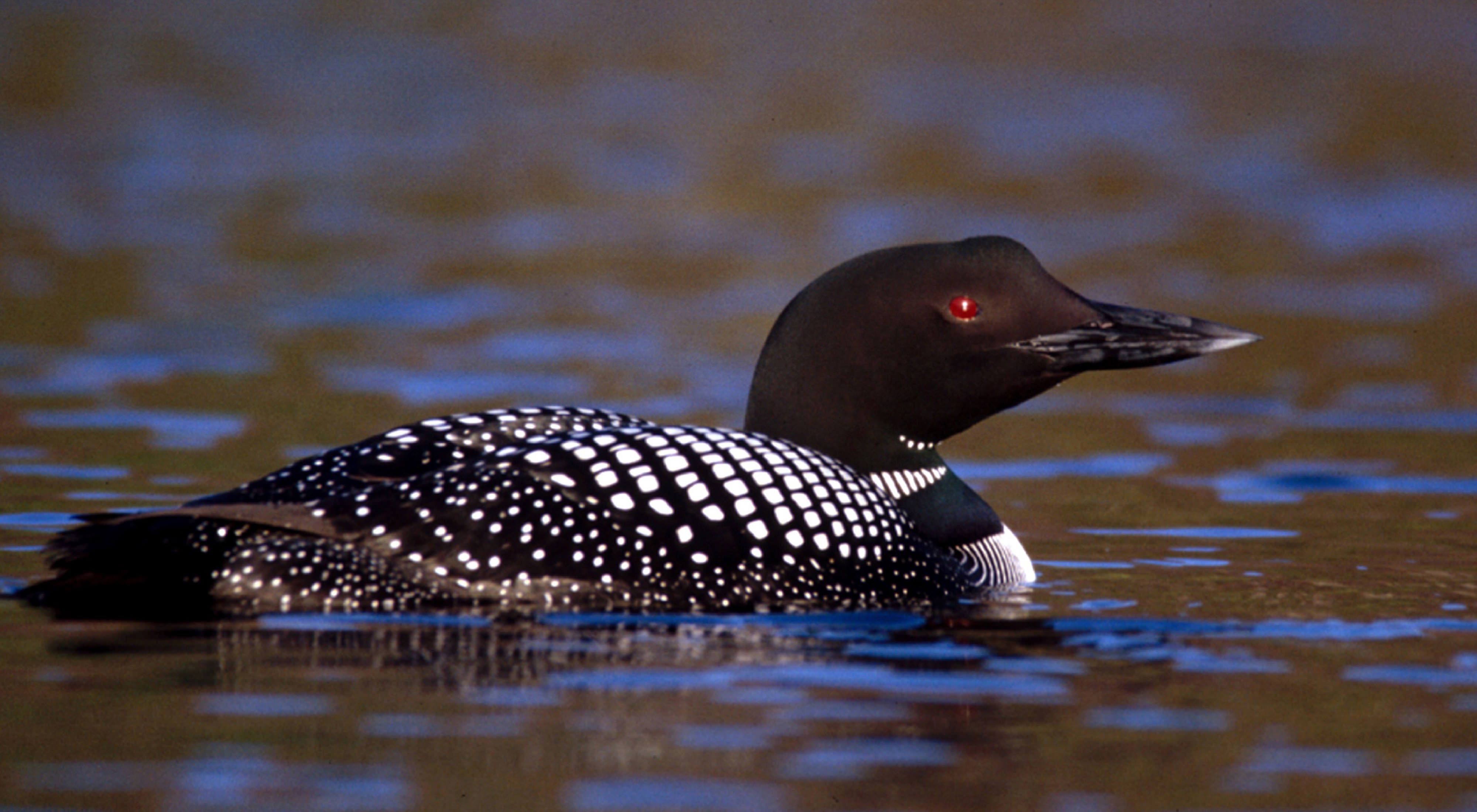 Loon on the water.