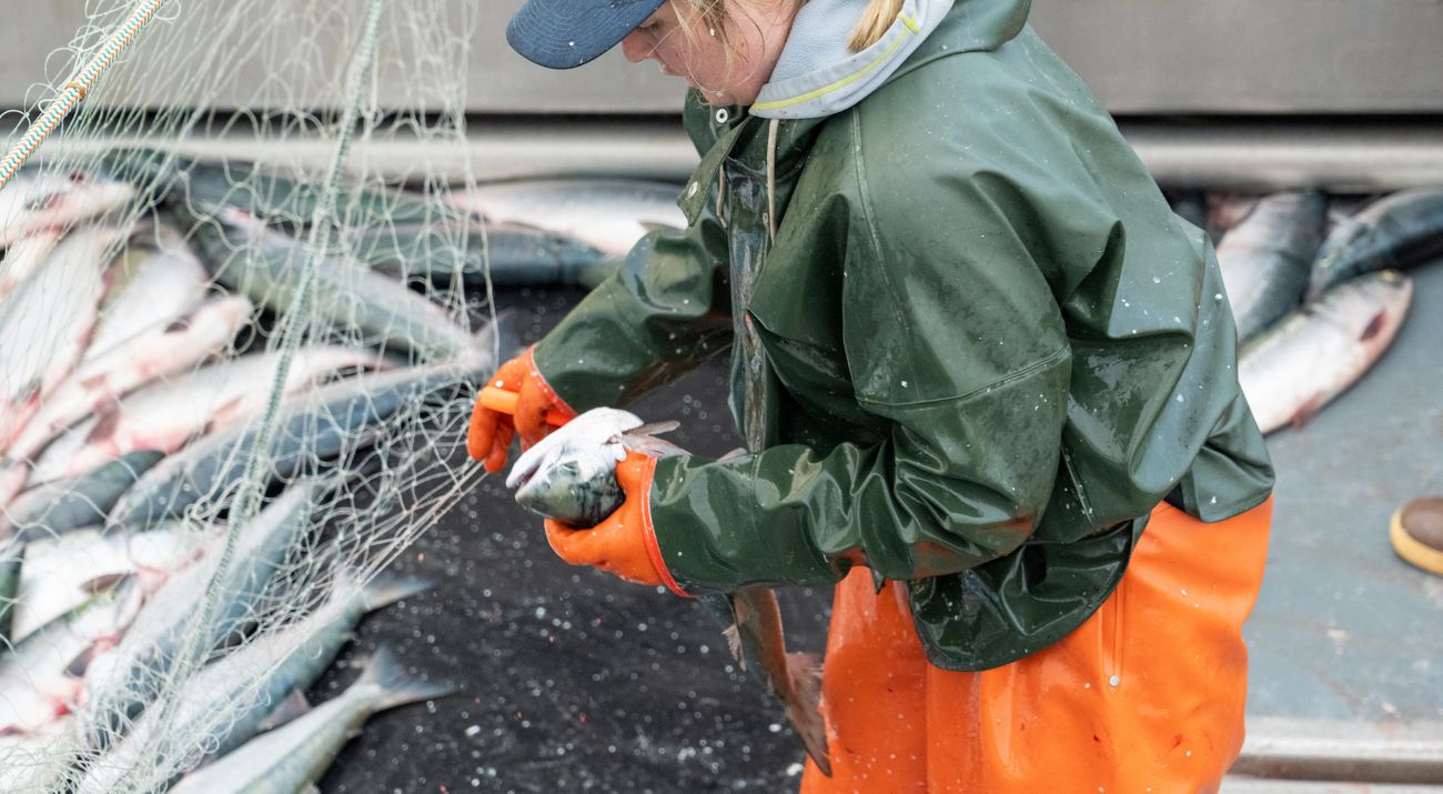 A woman fisherman pulls salmon out of a net.