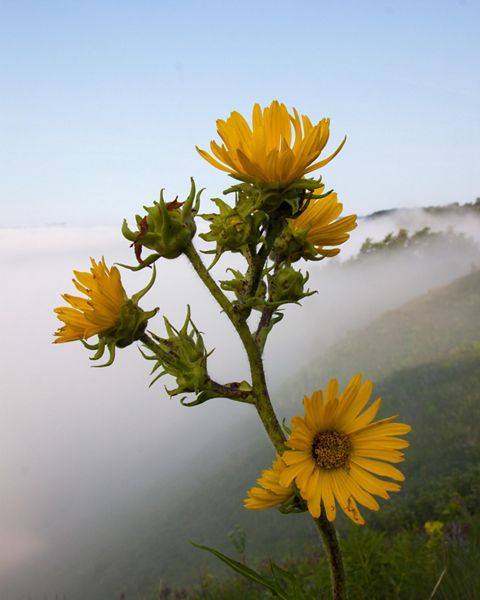 A compass plant in bloom in a foggy prairie.
