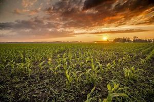 A field of cover crops with sun setting in the background.